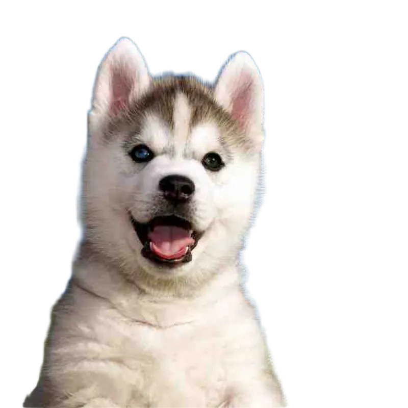 Собака — после